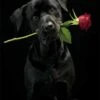Card - Black Lab Rose Delivery